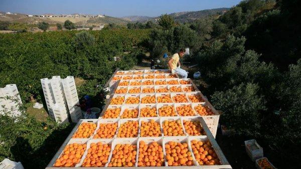 Mandalina ihracatı artacak