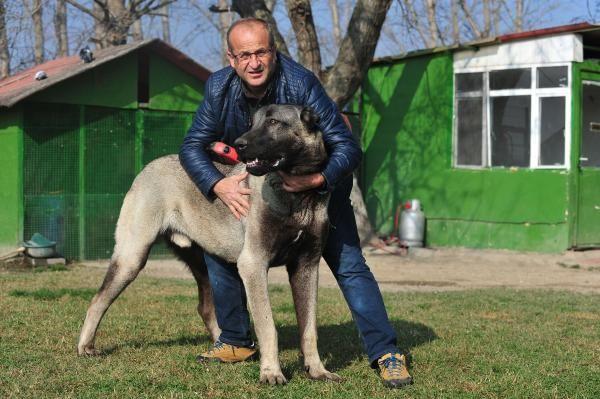 10 aylık kangal köpeğinin fiyatı 125 bin lira