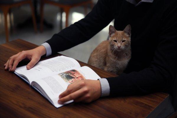 Millet kıraathanesinin sevimli misafiri