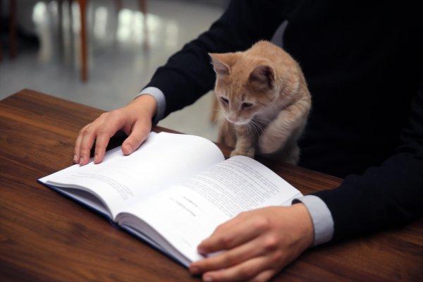 Millet kıraathanesinin sevimli misafiri