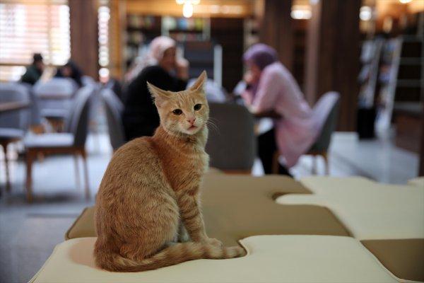 Millet kıraathanesinin sevimli misafiri