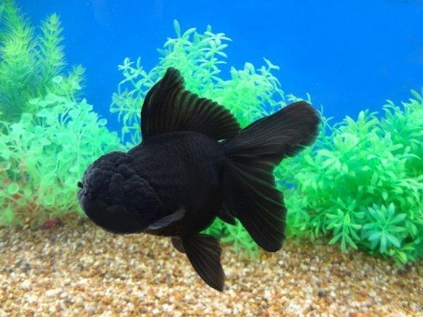 Black Oranda Goldfish nedir
