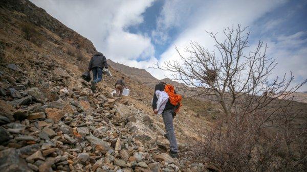Kaya balı için tehlikeli yolculuk