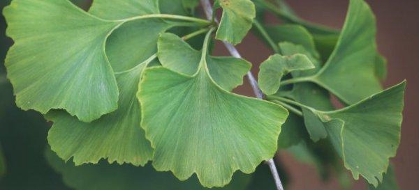 Ginkgo biloba nedir