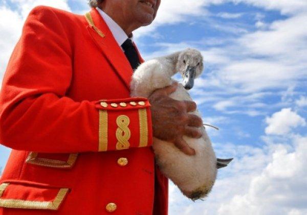 Kraliçe Elizabeth'in kuğularını vurdular