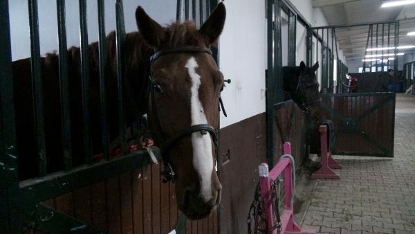 İstanbul'un atlı polisleri göreve hazır