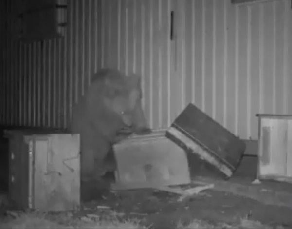 Ayıları önce kovaladı sonra bal verdi