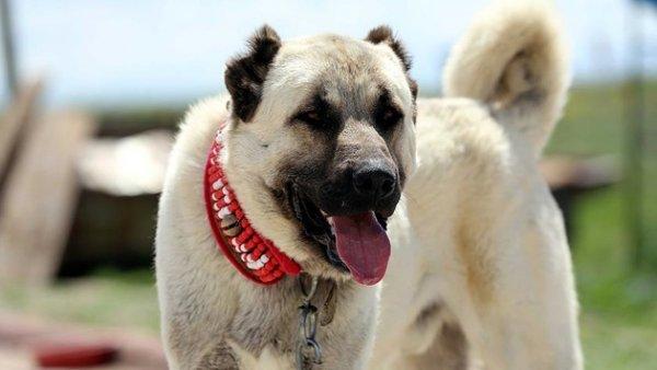 Yiğidin harman olduğu yer: Sivas'tan selamlar