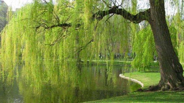 Nakkaştepe Millet Bahçesi açıldı