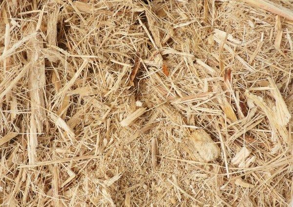 Bu ada elektrik ihtiyacını bir bitkiden karşılıyor