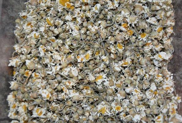 Soğuk hava kış çaylarına yönlendirdi