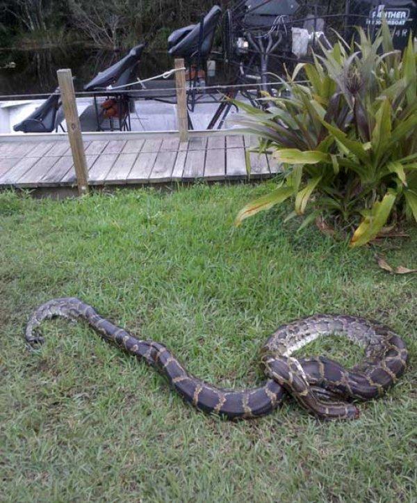 Timsah rotası desek: Miami Gator Park