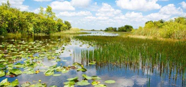 Timsah rotası desek: Miami Gator Park