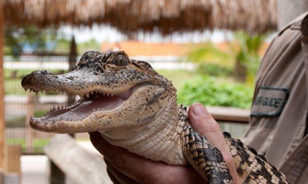 Timsah rotası desek: Miami Gator Park