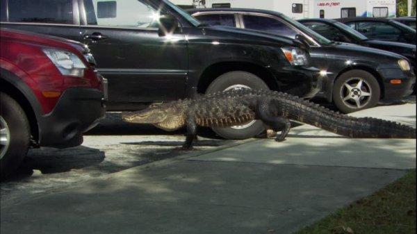 Timsah rotası desek: Miami Gator Park
