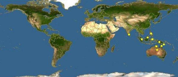 Dünyanın en hızlı ısırığı bir karıncaya ait