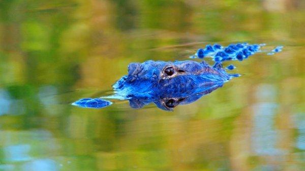 Timsah rotası desek: Miami Gator Park