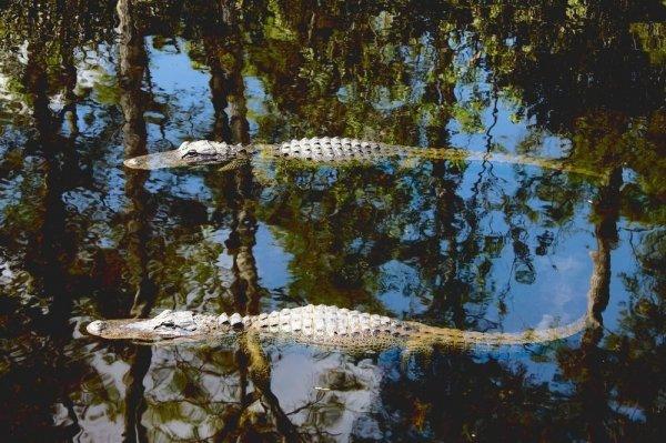 Timsah rotası desek: Miami Gator Park