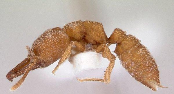 Dünyanın en hızlı ısırığı bir karıncaya ait