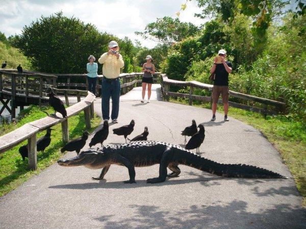 Timsah rotası desek: Miami Gator Park