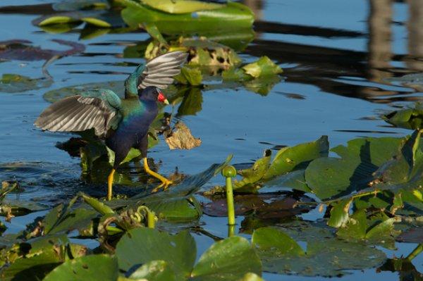 Timsah rotası desek: Miami Gator Park