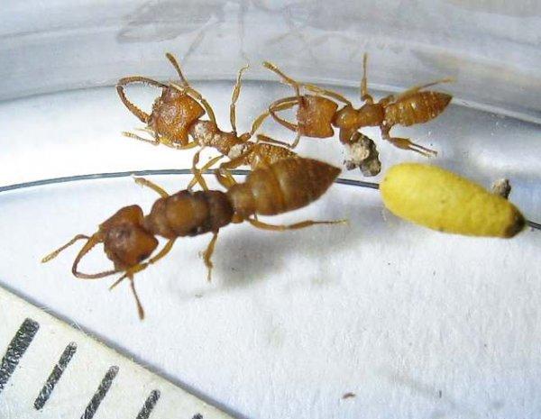 Dünyanın en hızlı ısırığı bir karıncaya ait