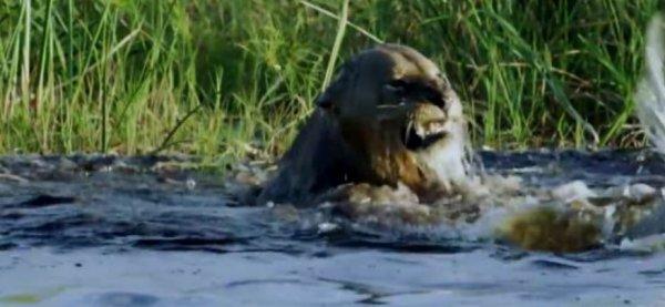 Aslanın yaşam mücadelesi