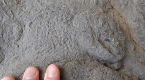 İngiltere'de dinozorların ayak izleri bulundu