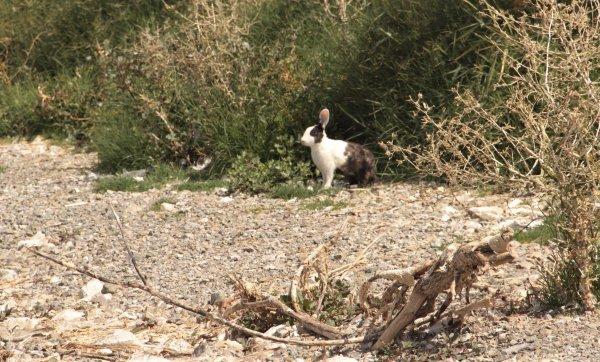 Gölün ortasındaki ada tavşanlara ev sahipliği yapıyor