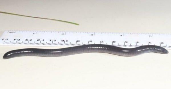 ABD Başkanı Trump'ın ismi artık amfibik bir canlıya ait