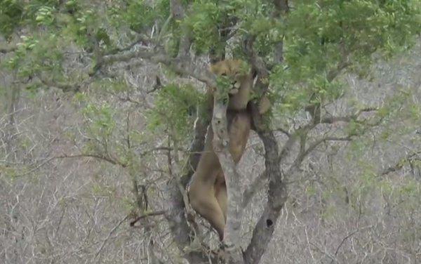 Leoparın avını çalmak isteyen aslan zor anlar yaşadı
