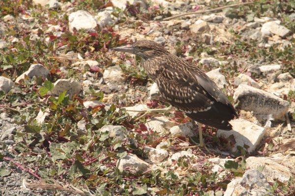 Gölün ortasındaki ada tavşanlara ev sahipliği yapıyor