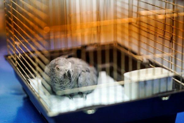 Hayvana işkence eden Murat Özdemir'in sabıkası