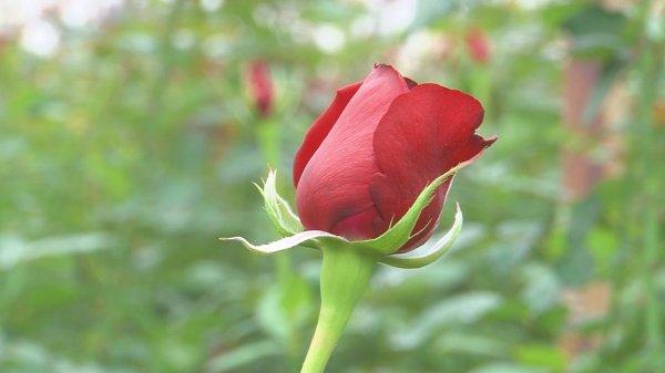 Çiçek üreticileri işçi bulamamaktan şikayetçi