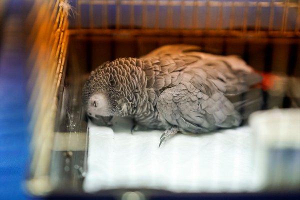 İşkence edilen papağan kurtarılamadı