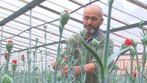 Çiçek üreticileri işçi bulamamaktan şikayetçi