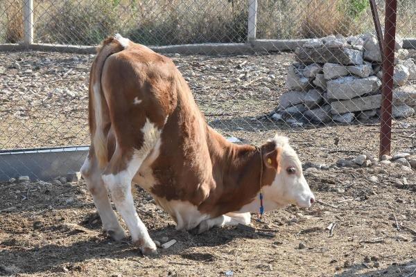 Tek bacağı olmayan dana yürüyebilmek için yardım bekliyor