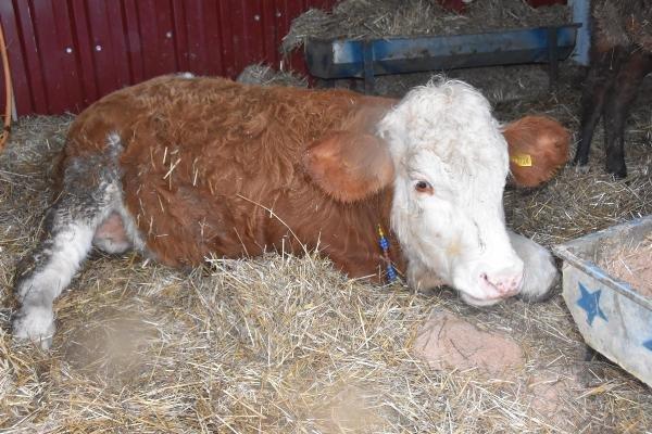 Tek bacağı olmayan dana yürüyebilmek için yardım bekliyor