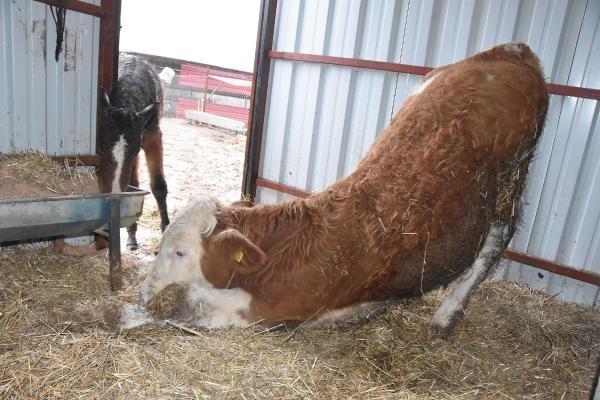 Tek bacağı olmayan dana yürüyebilmek için yardım bekliyor