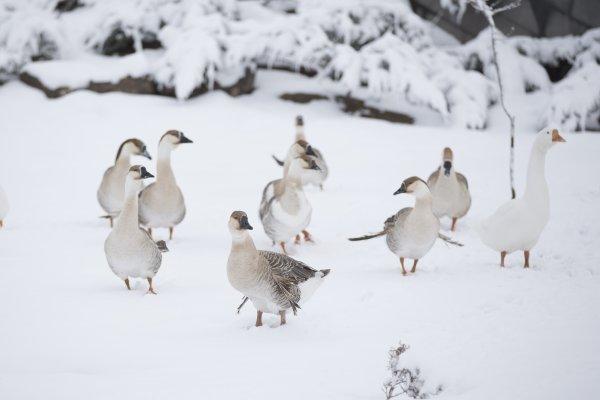 Kayseri Hayvanat Bahçesi'nden kar manzaraları