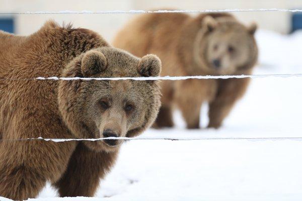 Kayseri Hayvanat Bahçesi'nden kar manzaraları