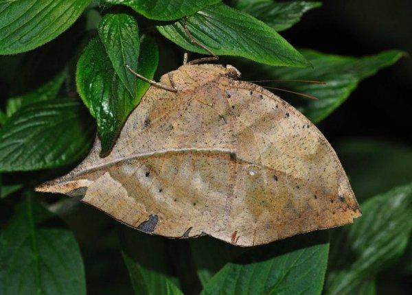 Kendini yaprak gibi kamufle eden kelebek