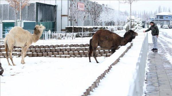 Kayseri Hayvanat Bahçesi'nden kar manzaraları