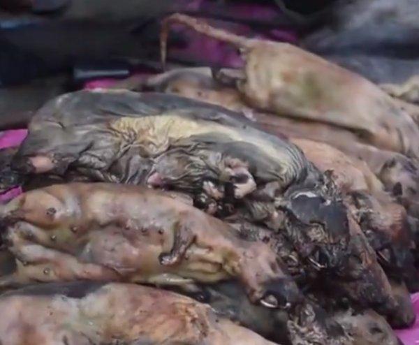 Hindistan'da fare yemeği sofraların aranılan lezzeti