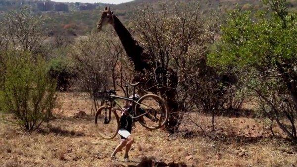 Zürafanın bisiklet sürücüsünü kovalaması kamerada