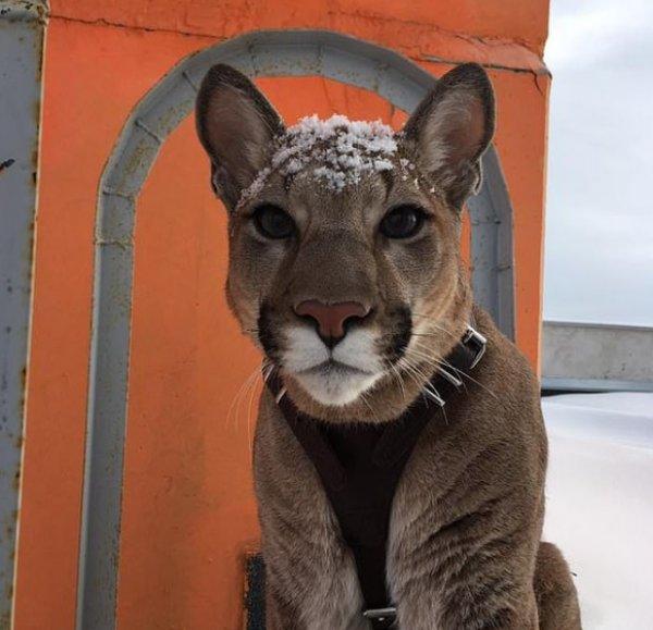 Rus çift evde puma besliyor