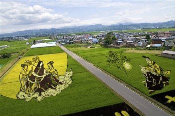 Japon tarlalarında pirinç çeltik sanatı