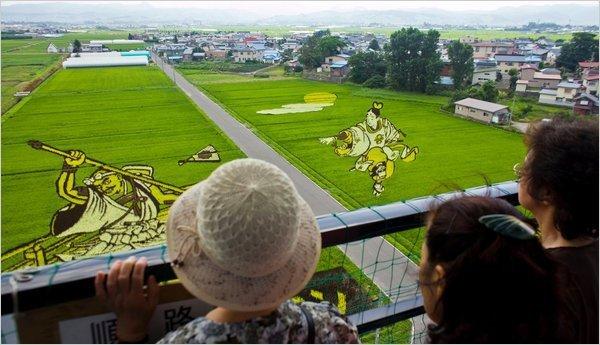 Japon tarlalarında pirinç çeltik sanatı