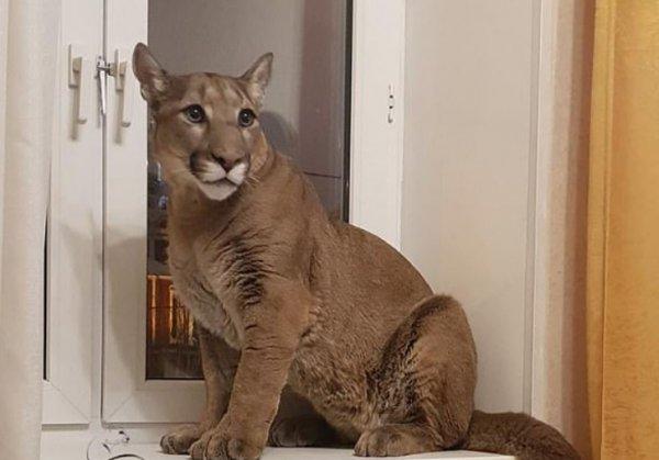 Rus çift evde puma besliyor