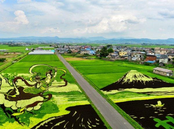 Japon tarlalarında pirinç çeltik sanatı